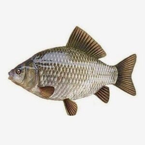 poissons frais