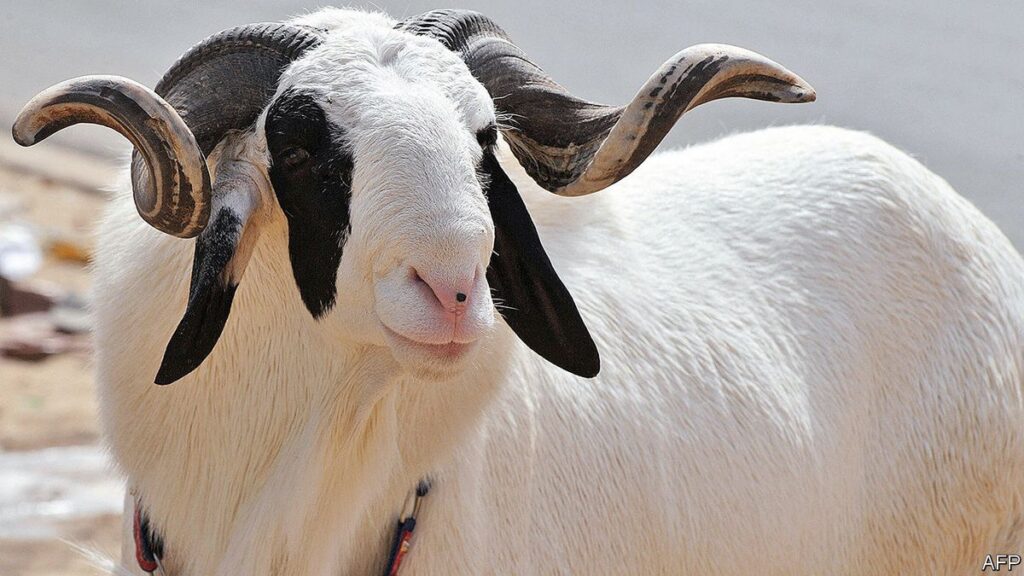 bœuf