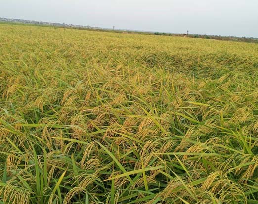 agriculture kg business