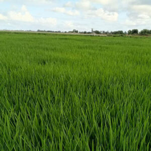 culture de riz kg busines3