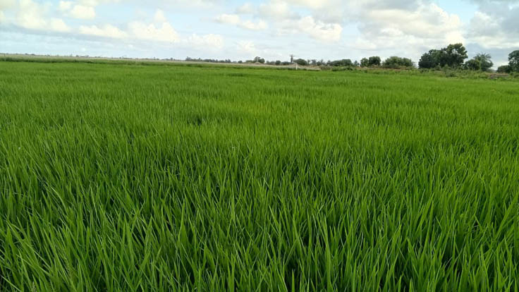 culture de riz kg busines3